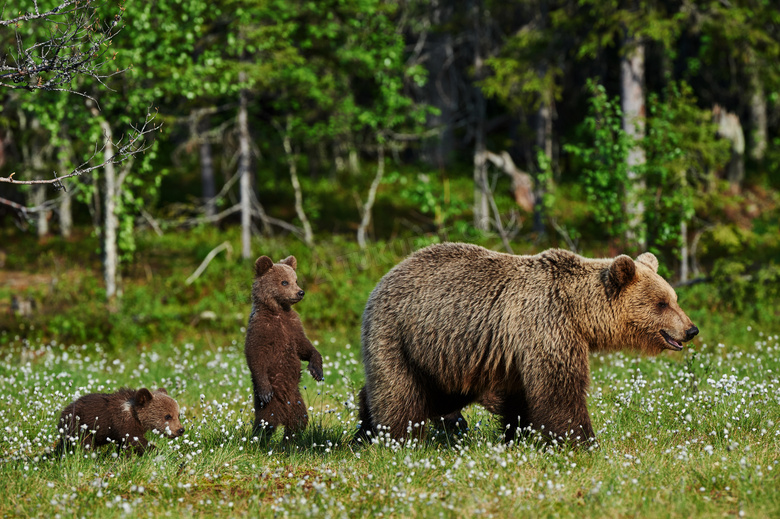 熊妈妈带领下的两只熊摄影高清图片