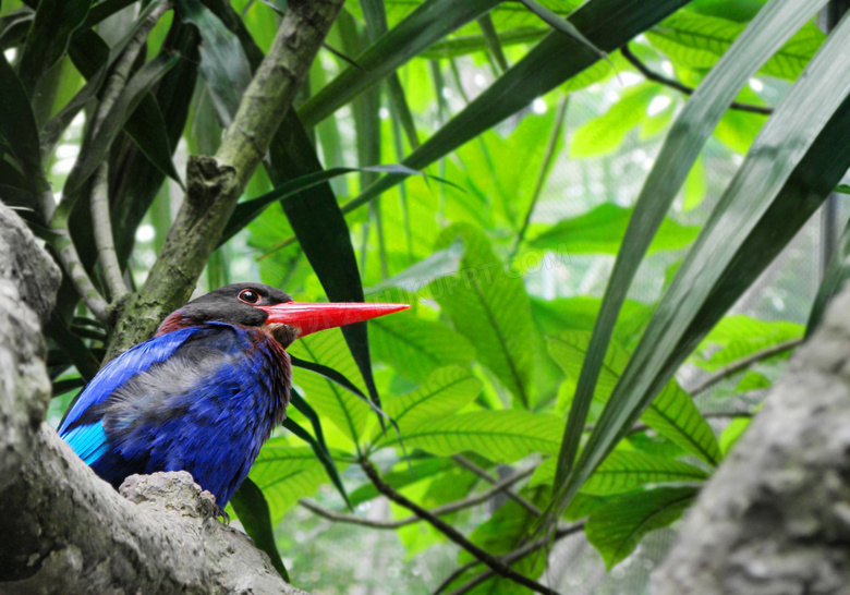 树上的爪哇翡翠鸟特写摄影高清图片