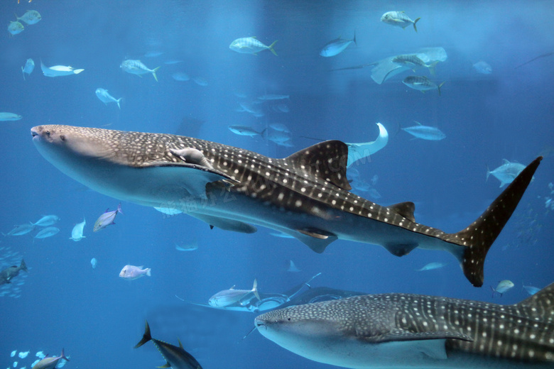 游在水中的巨型鲸鲨等鱼群高清图片