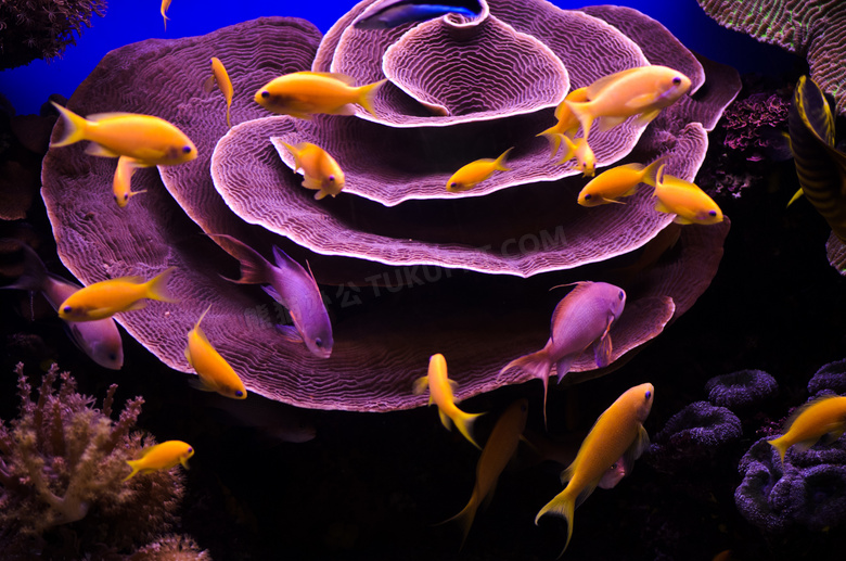 海底生物与游动的鱼群摄影高清图片