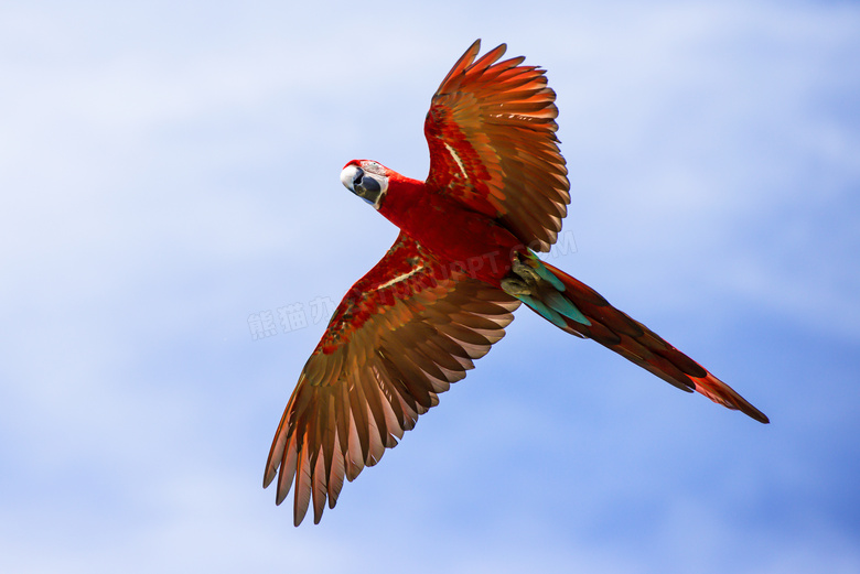在空中翱翔的金刚鹦鹉摄影高清图片