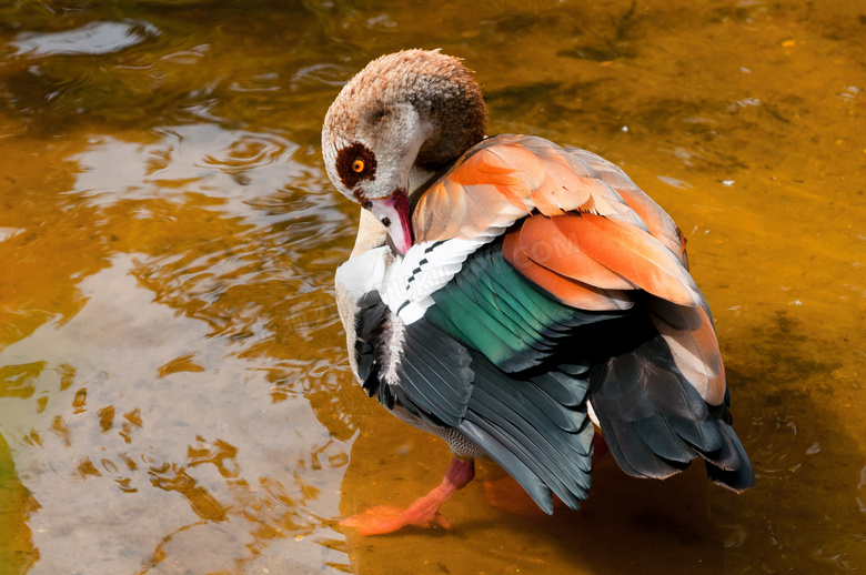 在水边整理羽毛的小鸟摄影高清图片