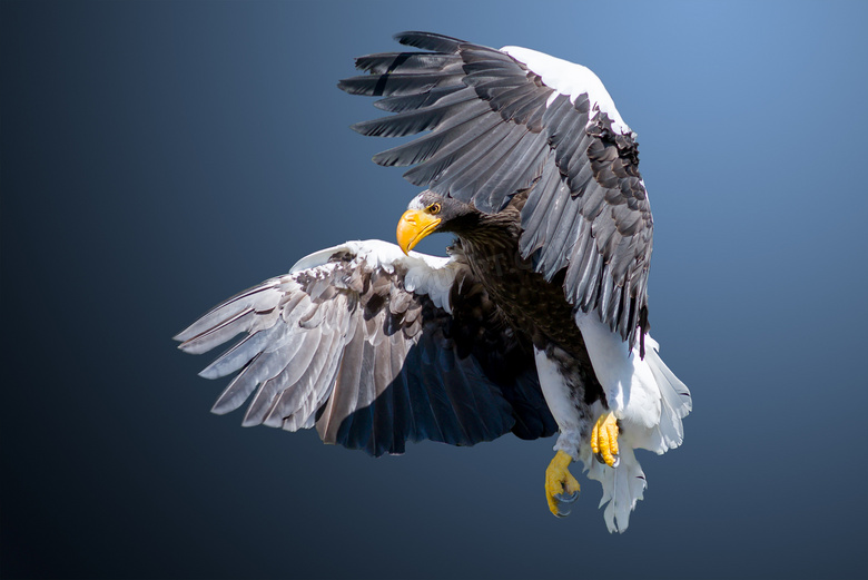 在空中振翅飞翔的老鹰摄影高清图片