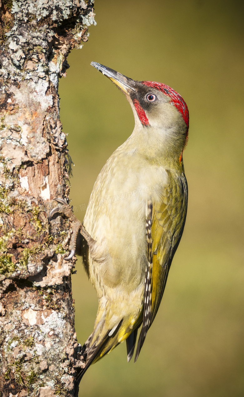 树上的红头啄木鸟特写摄影高清图片