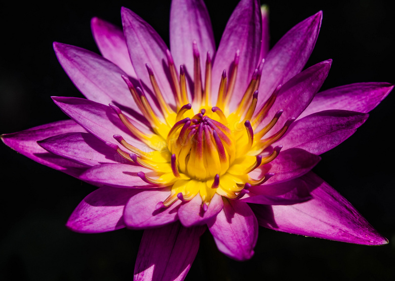 盛开着的紫色鲜花特写摄影高清图片
