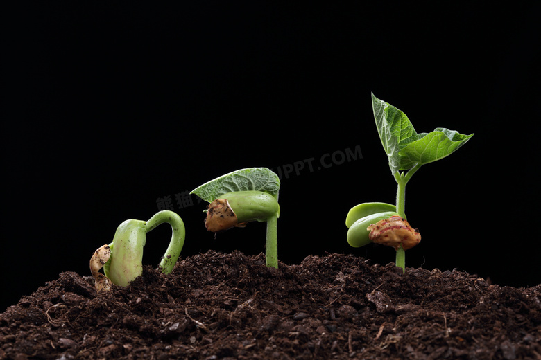 不同生长过程中的植物幼苗高清图片