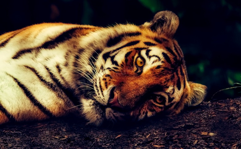 躺着地上的大老虎特写摄影高清图片