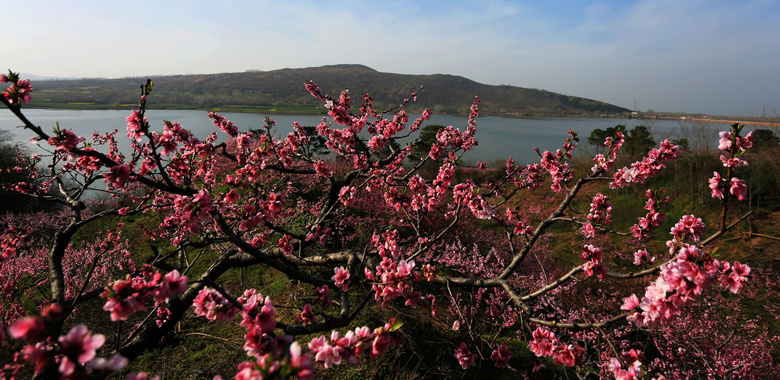湖边美丽的桃花树摄影图片