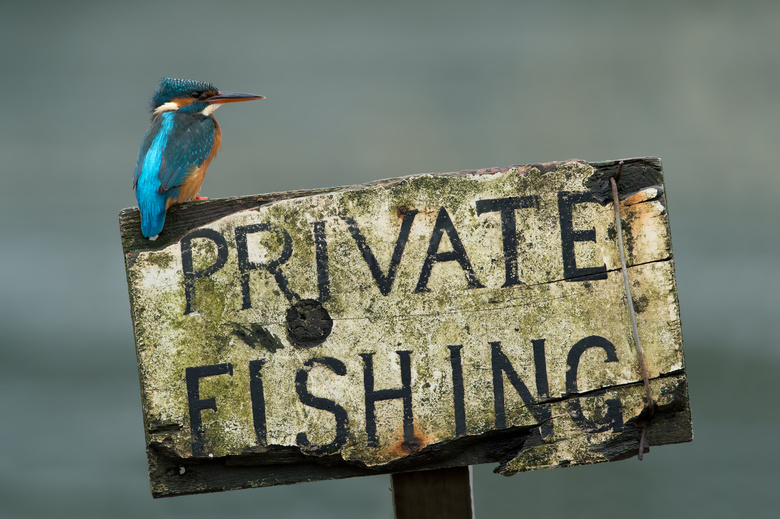 站在钓鱼木牌上的翠鸟摄影高清图片