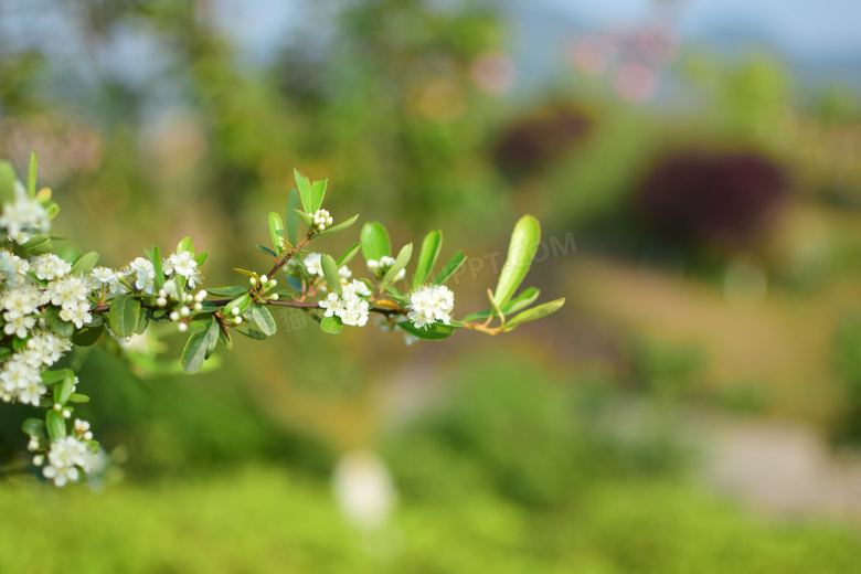 美丽梨花花枝微距摄影图片