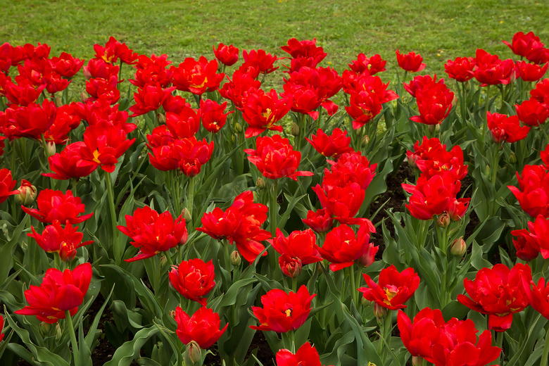鲜艳红色的郁金香花卉植物高清图片