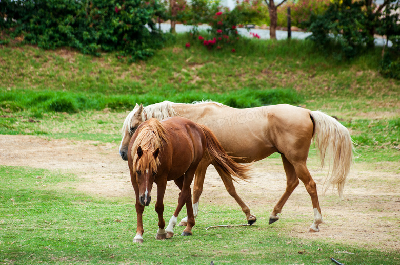 在求偶伺机交配的马匹摄影高清图片