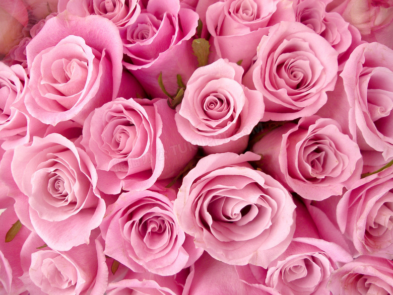 紧凑摆放的粉红玫瑰花摄影高清图片