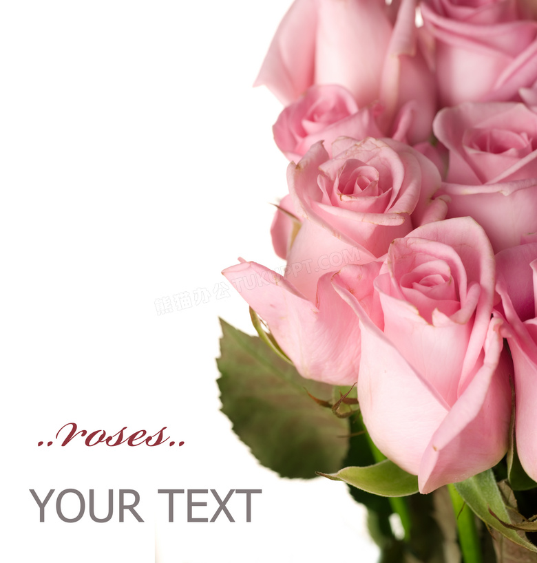 粉红色的玫瑰花朵特写摄影高清图片