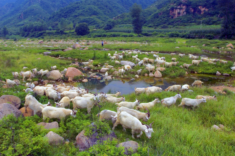 山间牧羊场景摄影图片