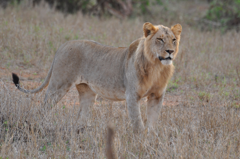 草原上保持警惕的狮子摄影高清图片