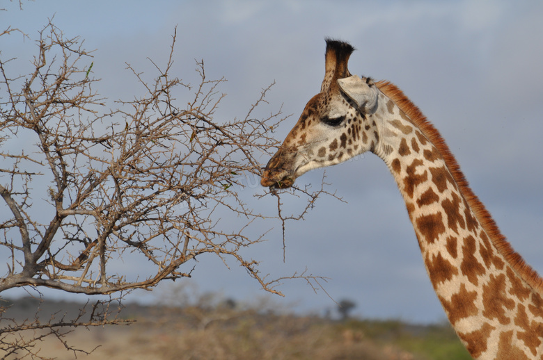 伸着脖子的长颈鹿特写摄影高清图片