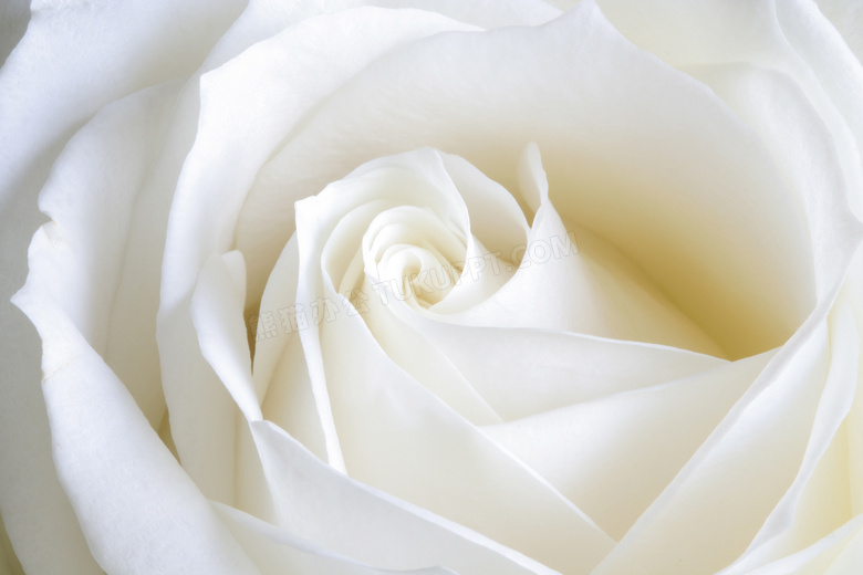 白色的玫瑰花近景特写摄影高清图片