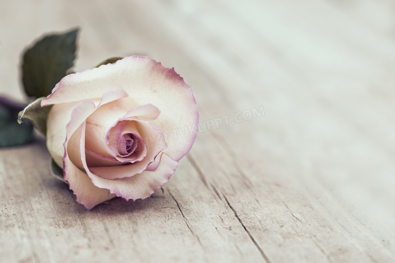 放在桌上的一朵玫瑰花摄影高清图片