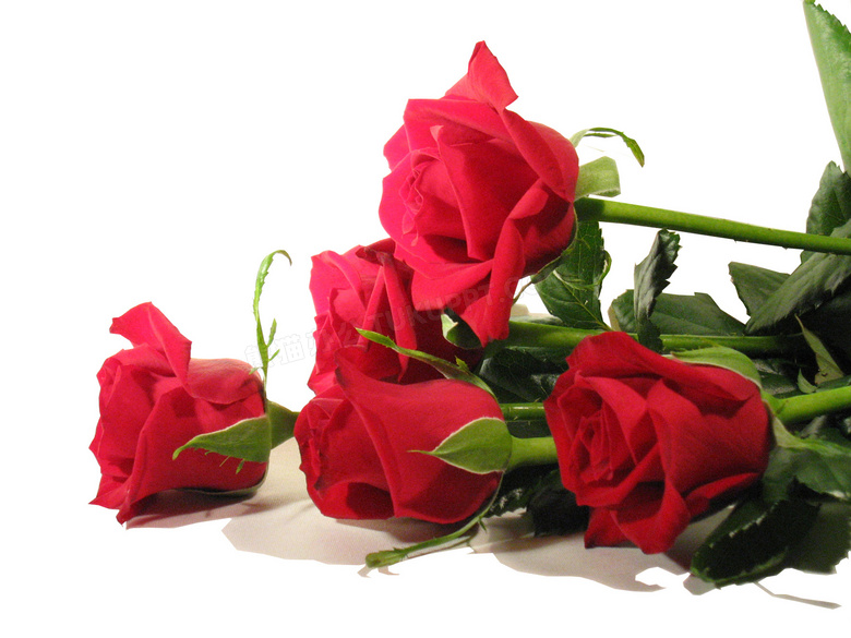 几束红色玫瑰鲜花特写摄影高清图片