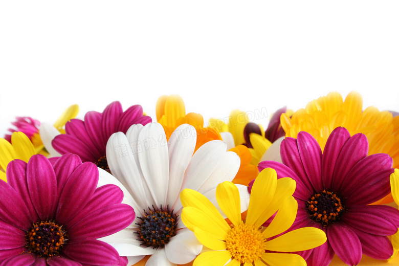多种颜色混杂在一起的雏菊高清图片