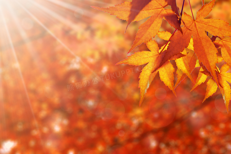 秋天泛黄树叶近景特写摄影高清图片