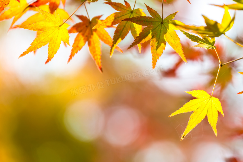 深秋时节树叶近景特写摄影高清图片