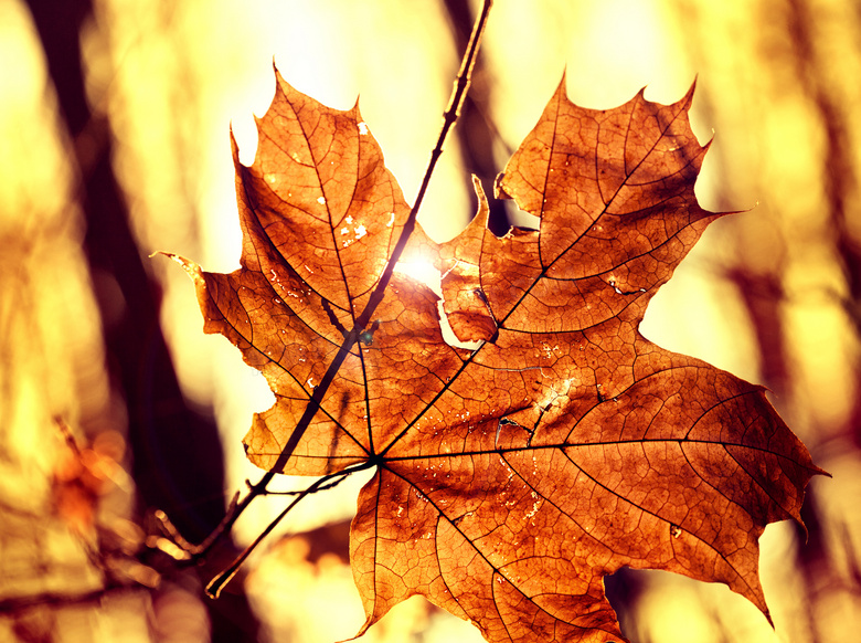 秋天枯黄树叶特写逆光摄影高清图片
