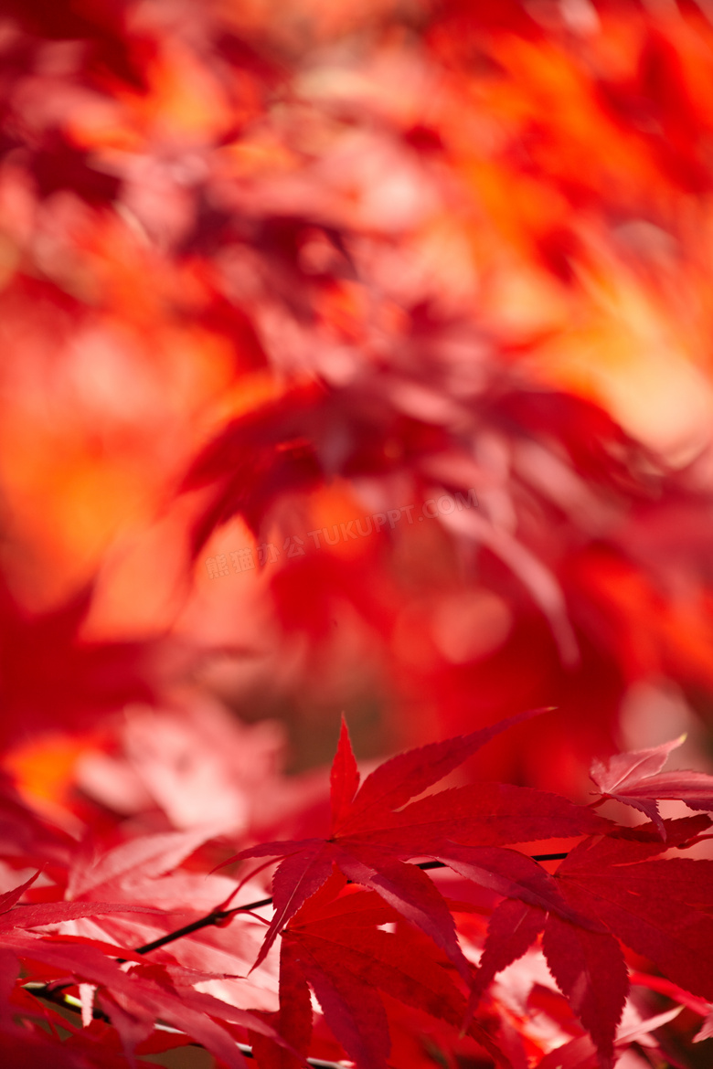 树枝上的秋天红叶微距摄影高清图片