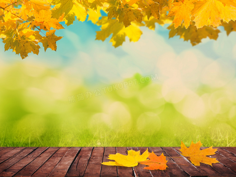 秋天树叶草丛与木地板摄影高清图片