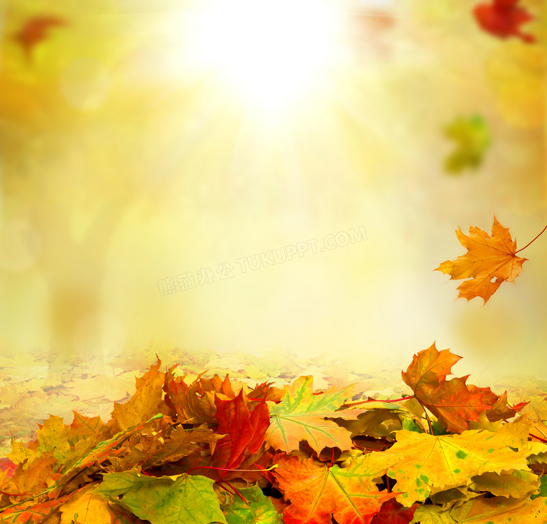 轻飘飘落下的秋天树叶摄影高清图片