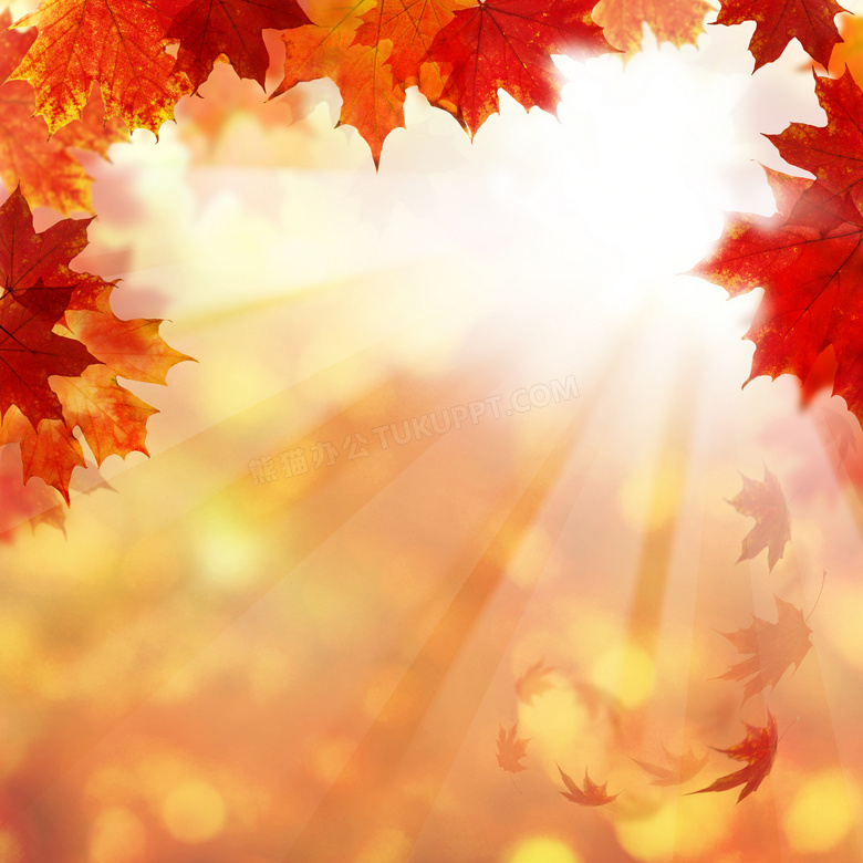 耀眼阳光与泛红的树叶摄影高清图片