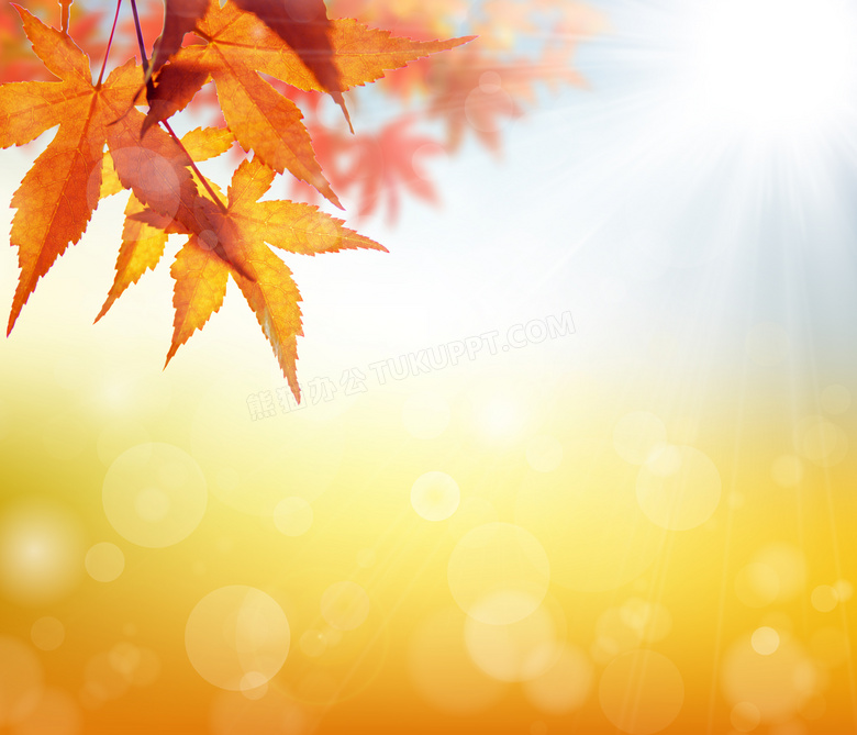 朦胧光斑与秋天的树叶特写高清图片