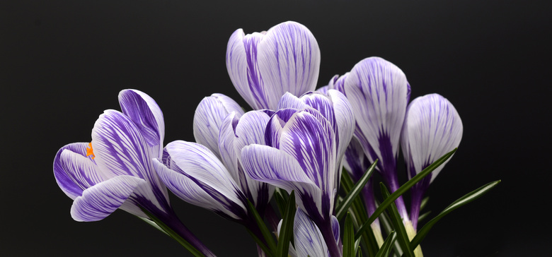 紫白色藏红花近景特写摄影高清图片
