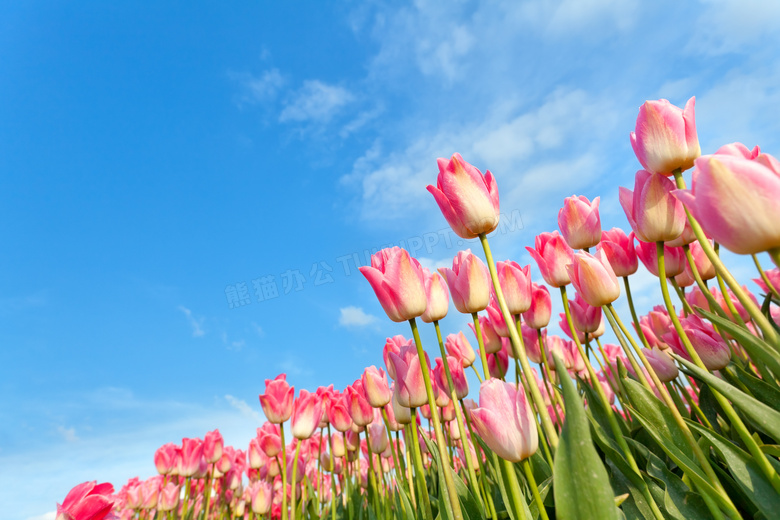 粉红色郁金香花卉植物摄影高清图片