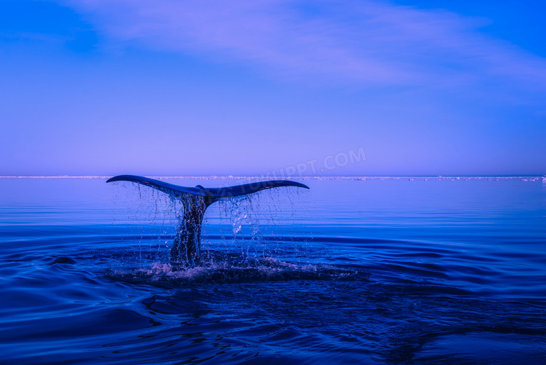 潜入到海水里的座头鲸摄影高清图片