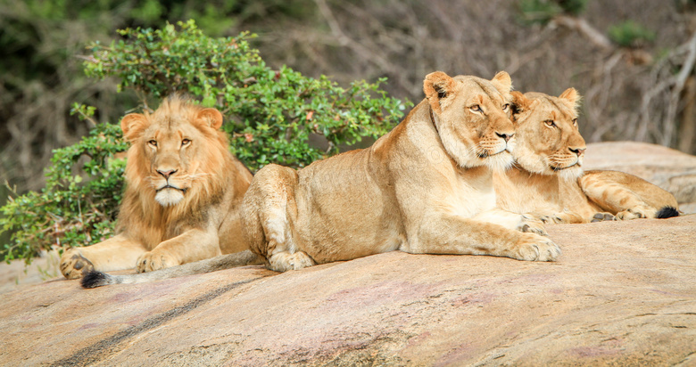 在趴着休息的几个狮子摄影高清图片