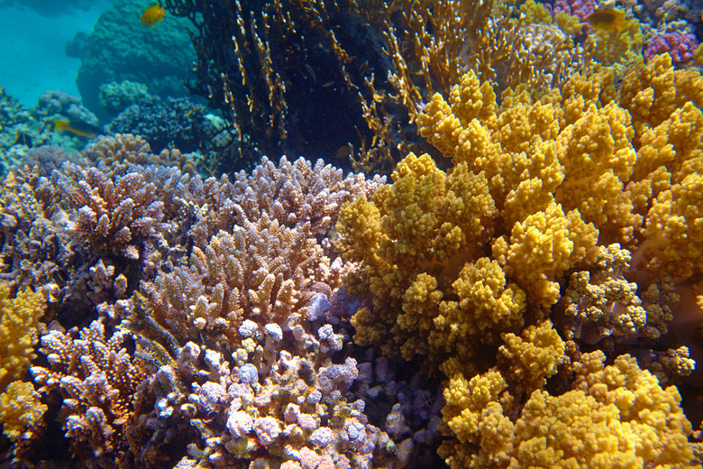 水下的珊瑚礁自然风光摄影高清图片
