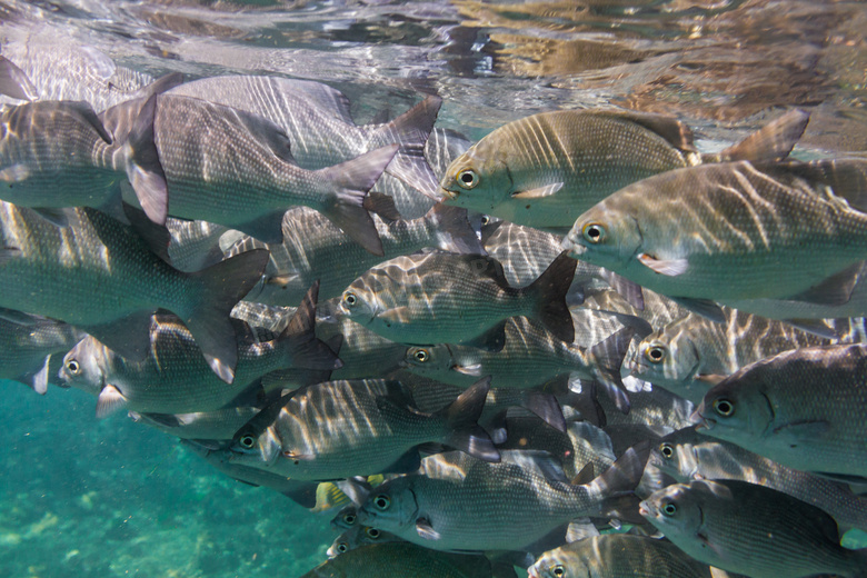 在水下游动的鱼群风光摄影高清图片