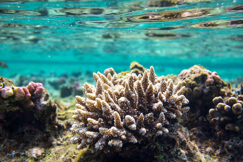 水下的珊瑚礁风格特写摄影高清图片