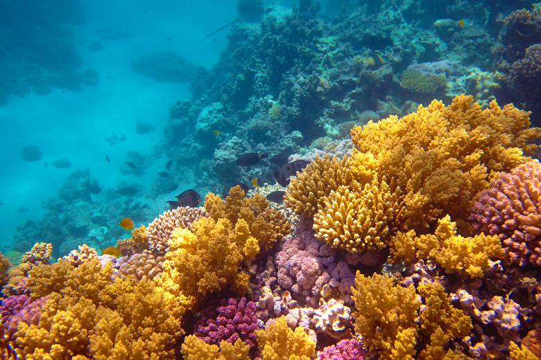 水底下的珊瑚礁等海洋生物高清图片