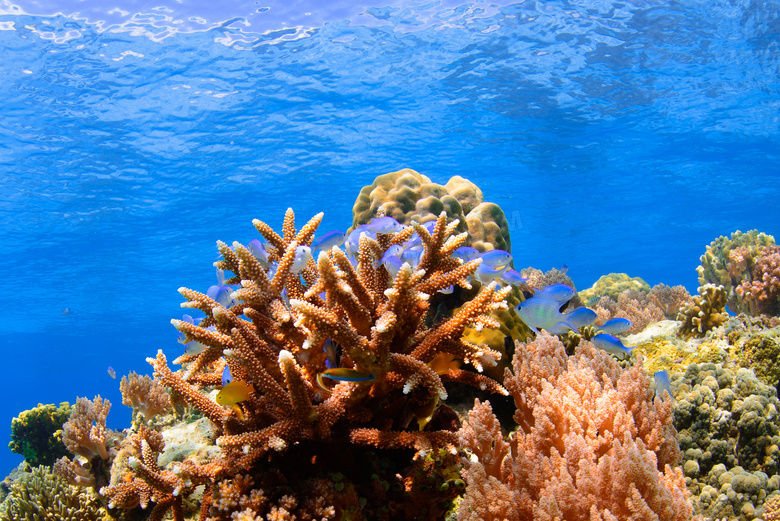 蓝色大海中的珊瑚礁等摄影高清图片