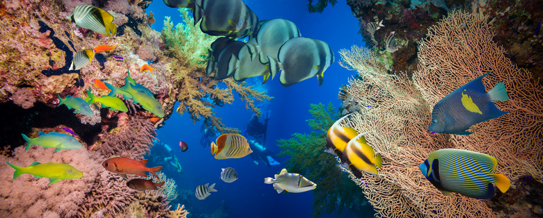 穿梭在珊瑚礁中的游鱼摄影高清图片