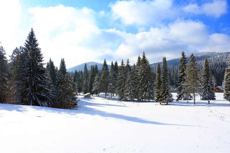 晴朗天空雪地树林风光摄影高清图片