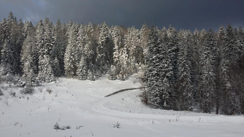 天空乌云下的雪地树林摄影高清图片