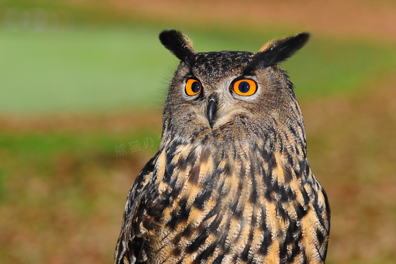睁大眼睛的猫头鹰特写摄影高清图片