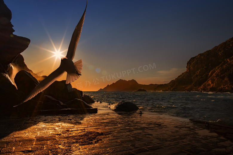 夕阳下振翅飞翔的海鸟摄影高清图片