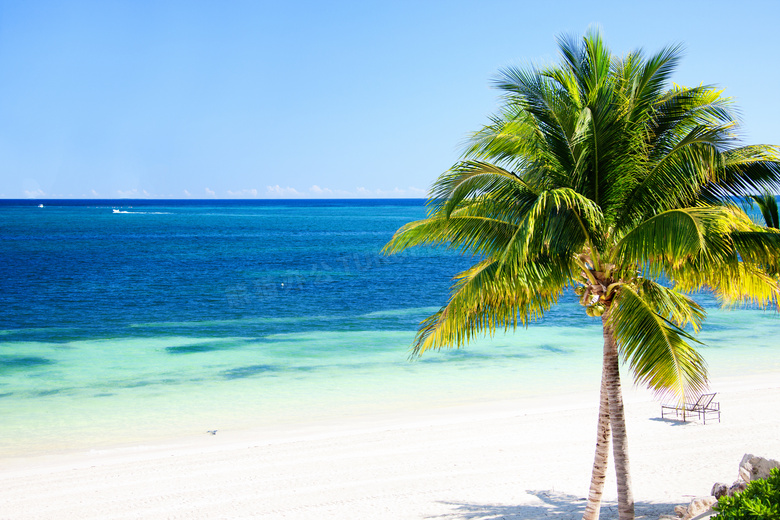 沙滩椰树与望不到边的大海高清图片