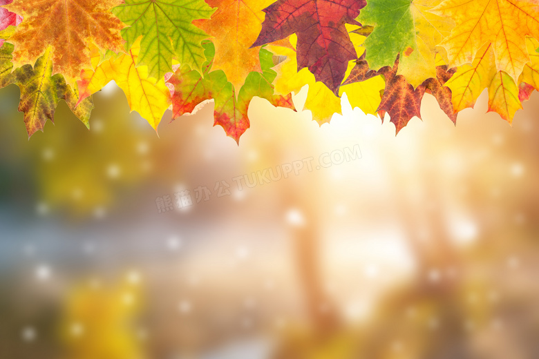 朦胧光效与发黄的树叶摄影高清图片