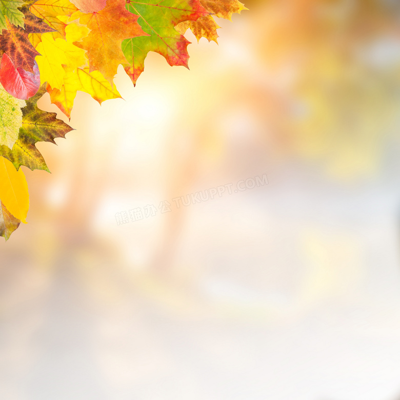 梦幻朦胧光斑与秋天的树叶高清图片
